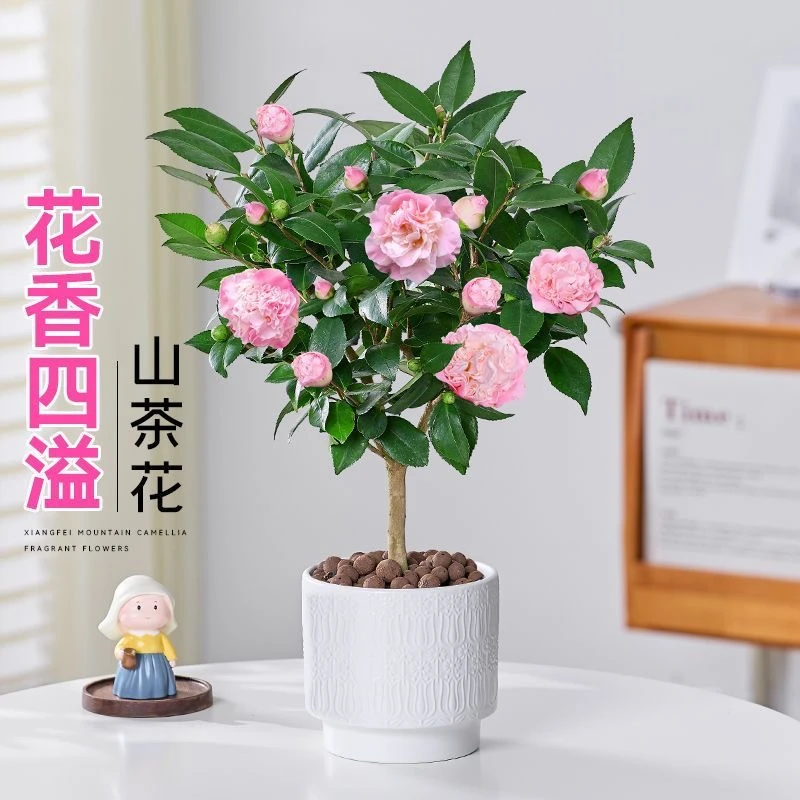 3年香妃山茶花浓香盆栽苗花卉绿植好养活室内室外阳台易养活