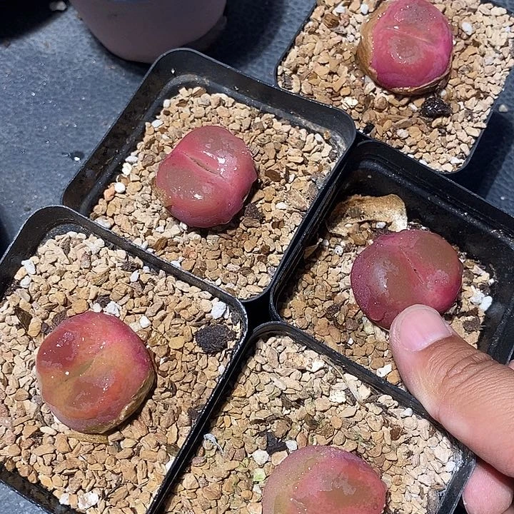 7522巨大一颗