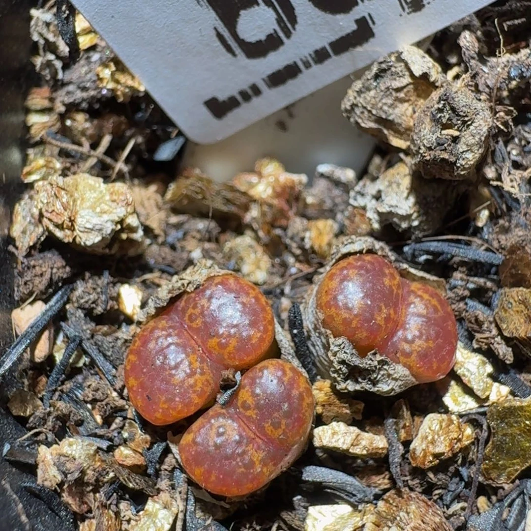 zzzzz生石花肉锥856