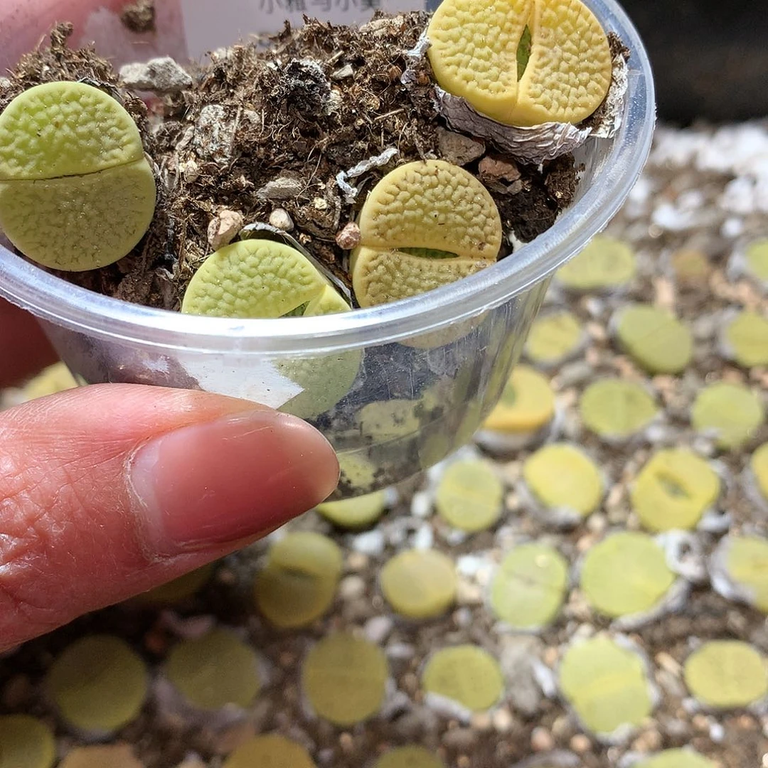 ?****?D292多肉植物保护研究所