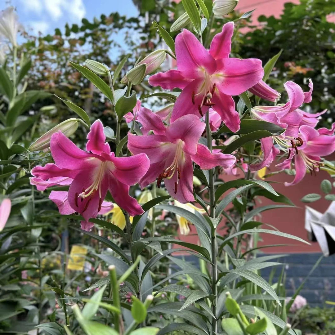 帕拉佐香水百合种球百合树1颗