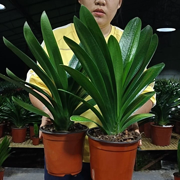 一****无花朵一笑而过     300
