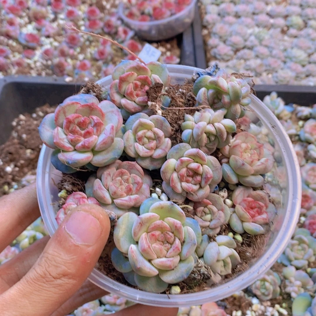 QF1463。一整盒。量拍