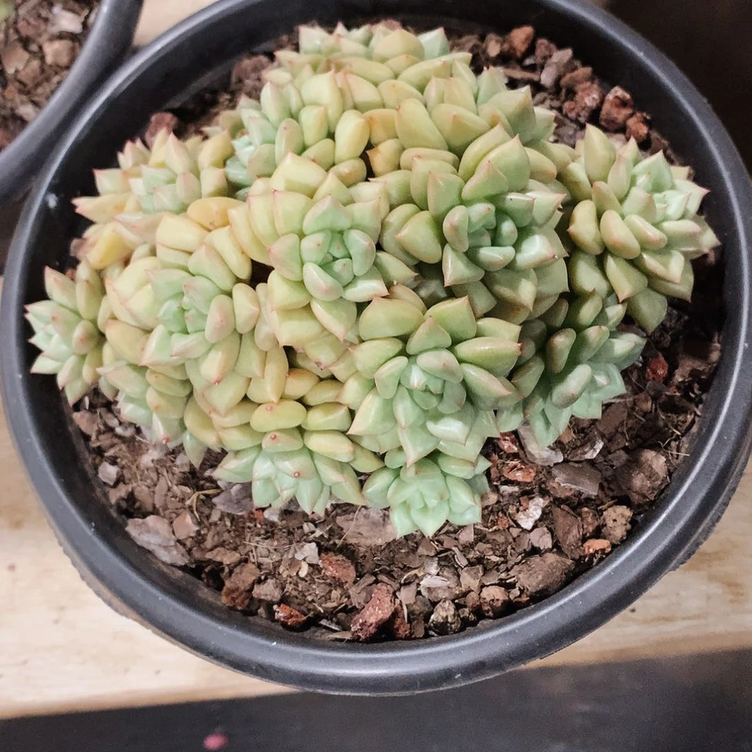多肉植物多肉植物