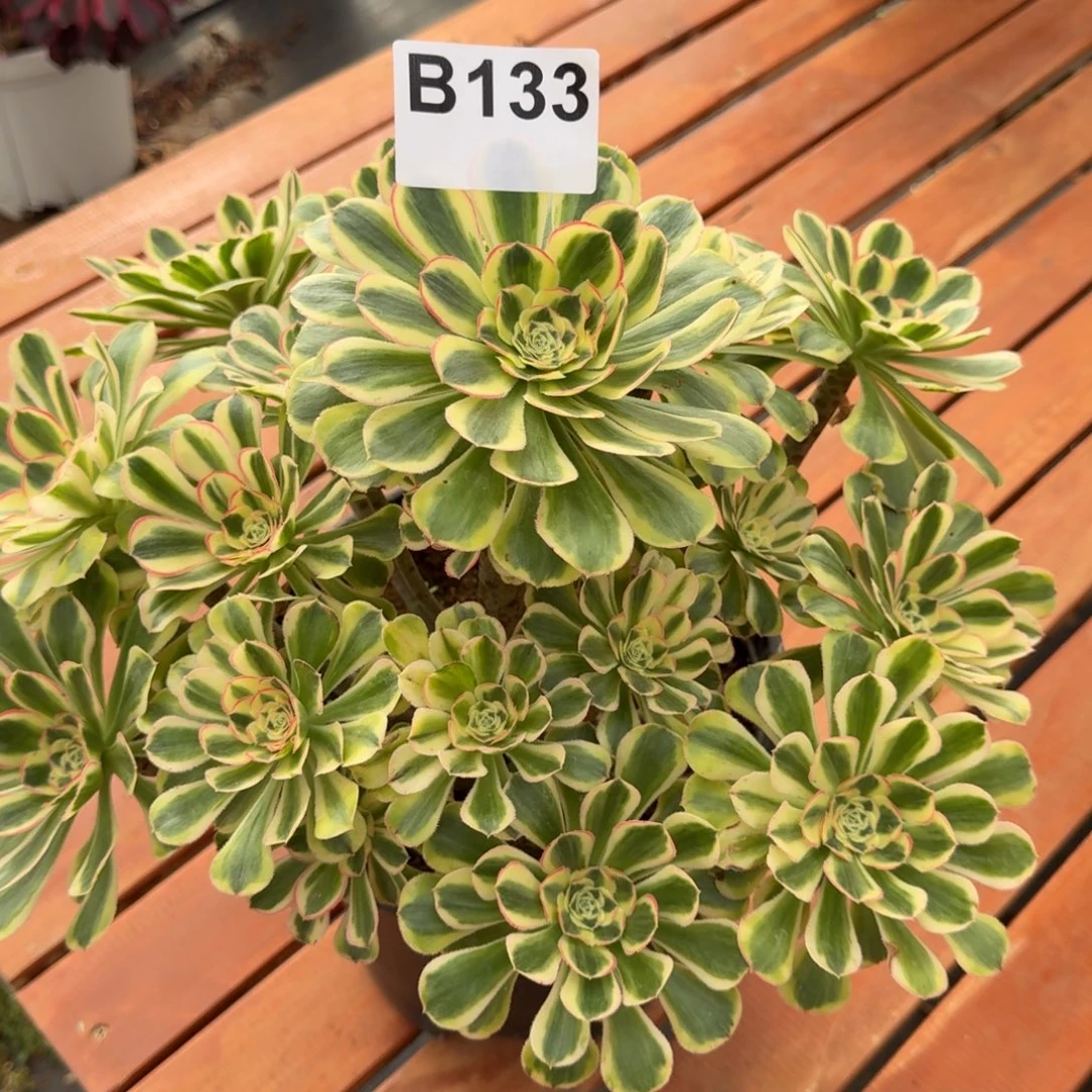 133多肉植物白兰地法师