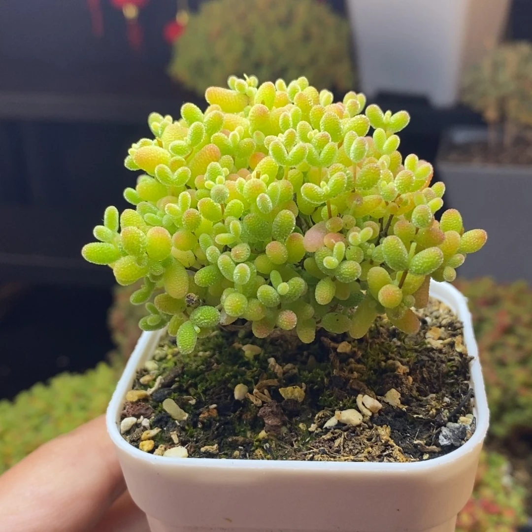 432号蜜橘糖球枝干多肉（直杆）