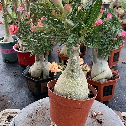 【闪购商品】无花朵彤**奶绿植