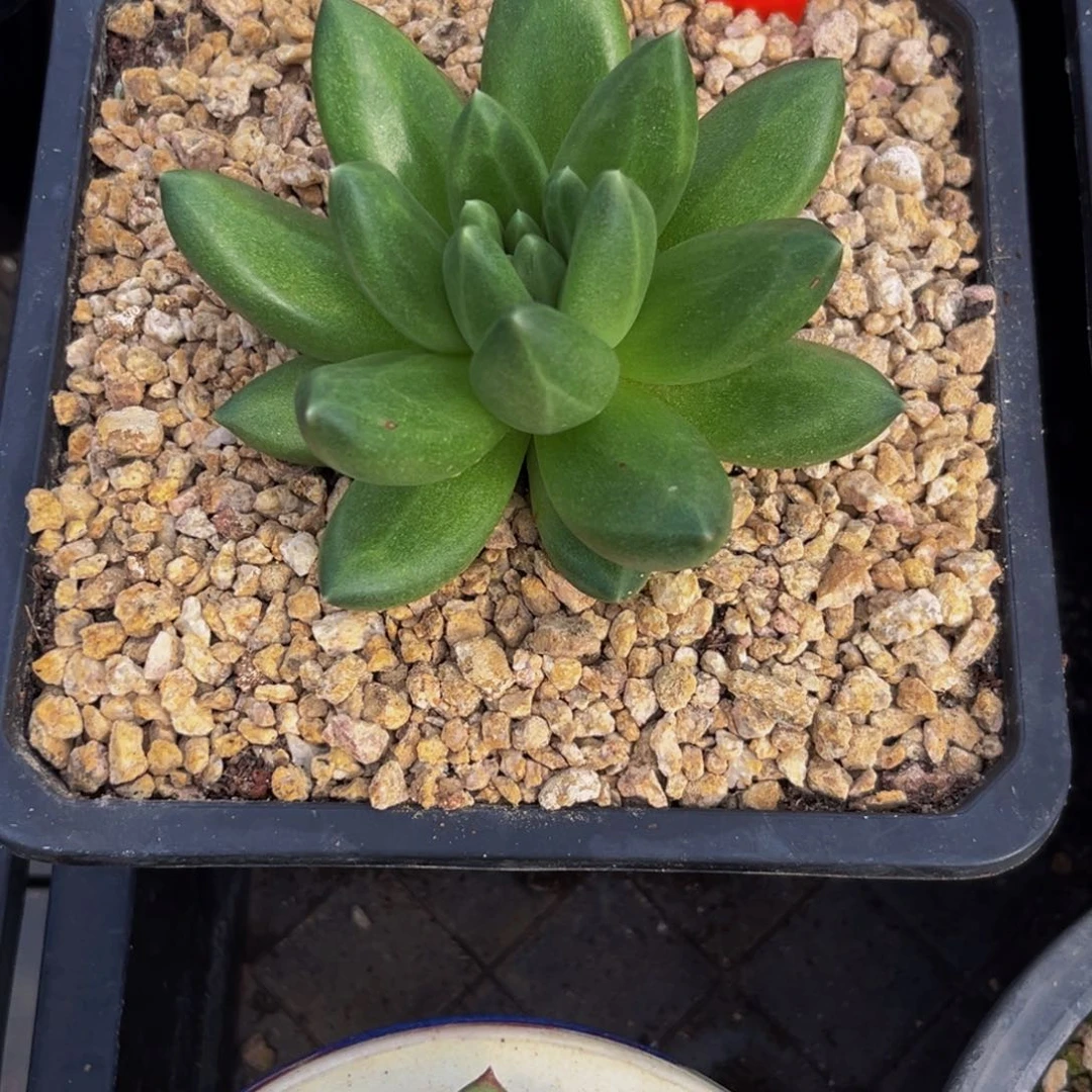 1361下午多肉植物群生