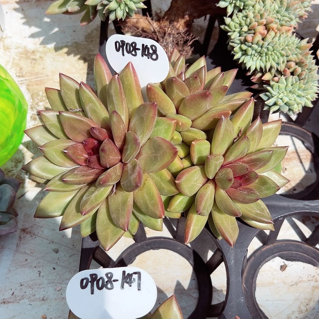 0908-148迷雾泡泡
