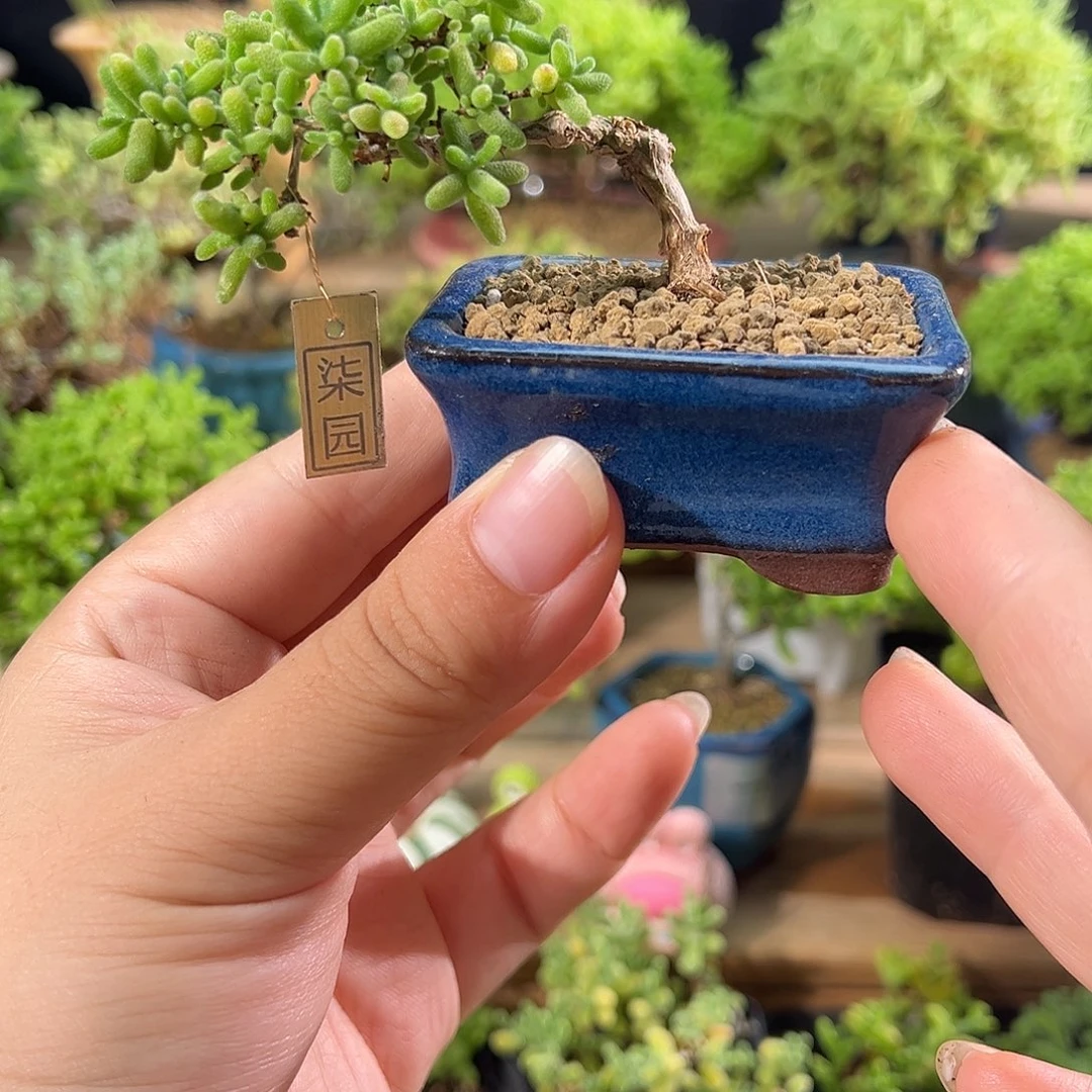13号 蜜橘飘桩精致造型