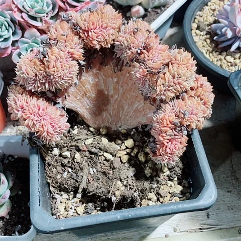 天赐缀化88一盆58885888