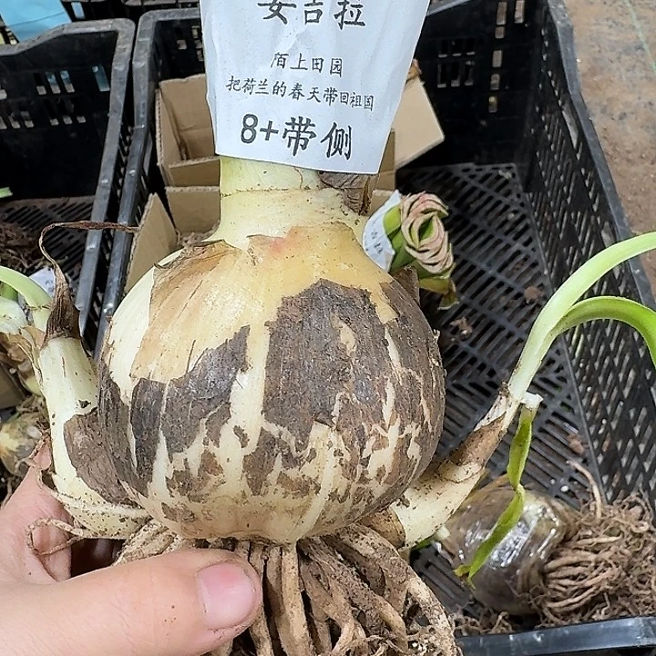 朱顶红安吉拉8厘米带侧