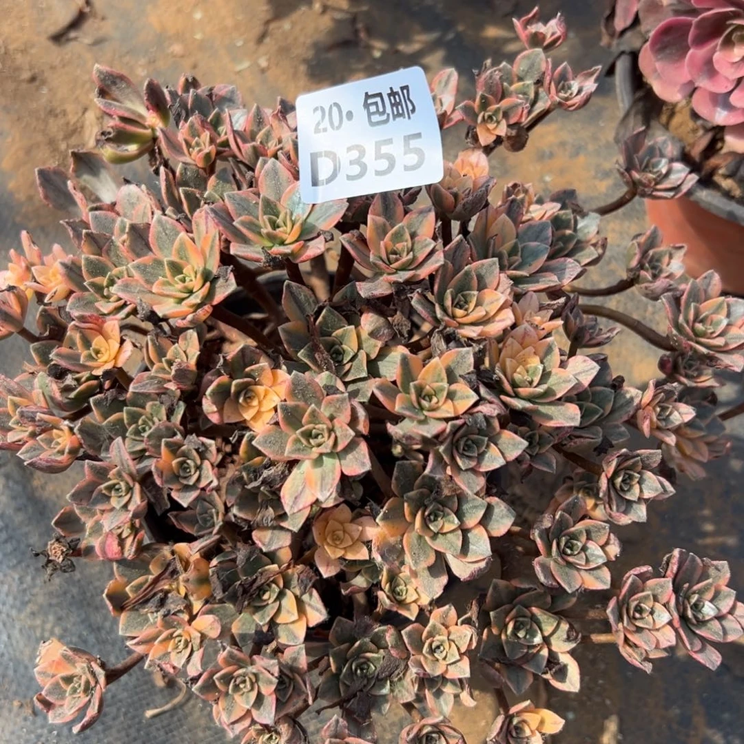 355甜茶，满20包邮