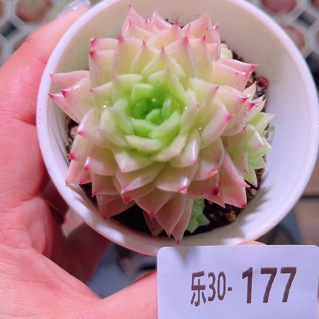 乐然30-177 幻影群