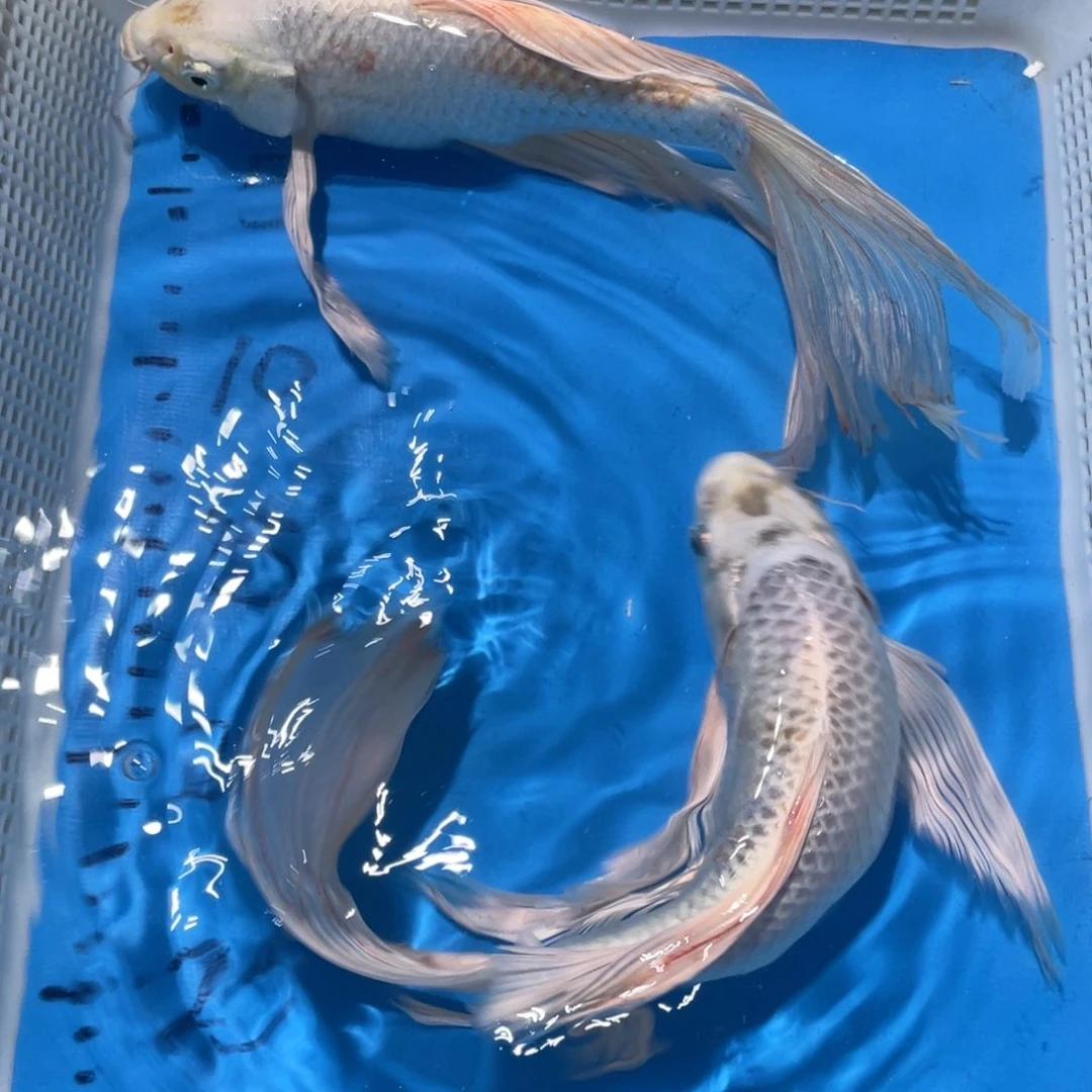 锦鲤锦鲤包邮包售后