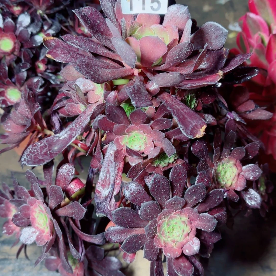 红铜壶多肉115满20包邮断枝不包