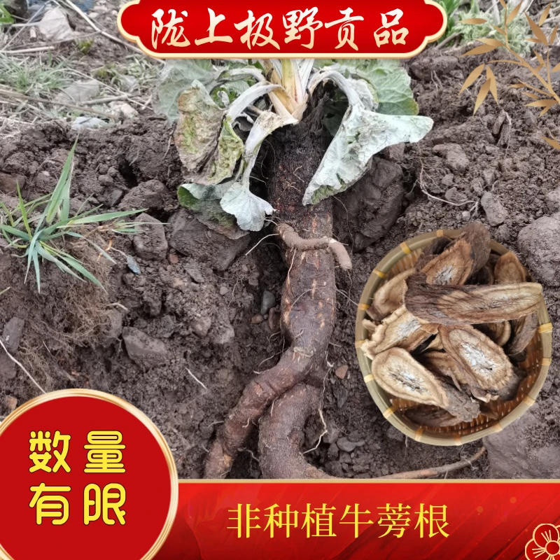 甘肃非种植牛蒡根500g包邮,牛蒡子,牛蒡根