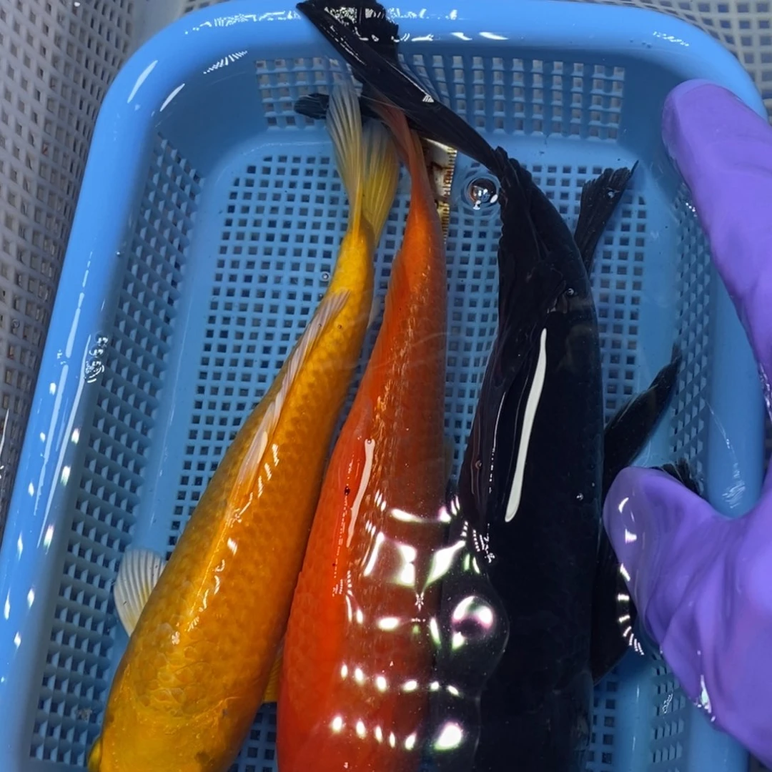 锦鲤冷水锦鲤包邮