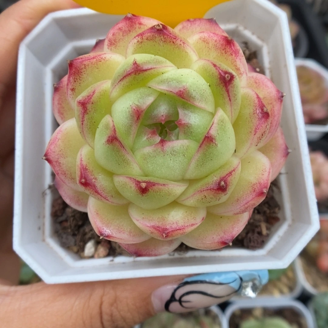 菠萝蜜麦秆可拍2961号。