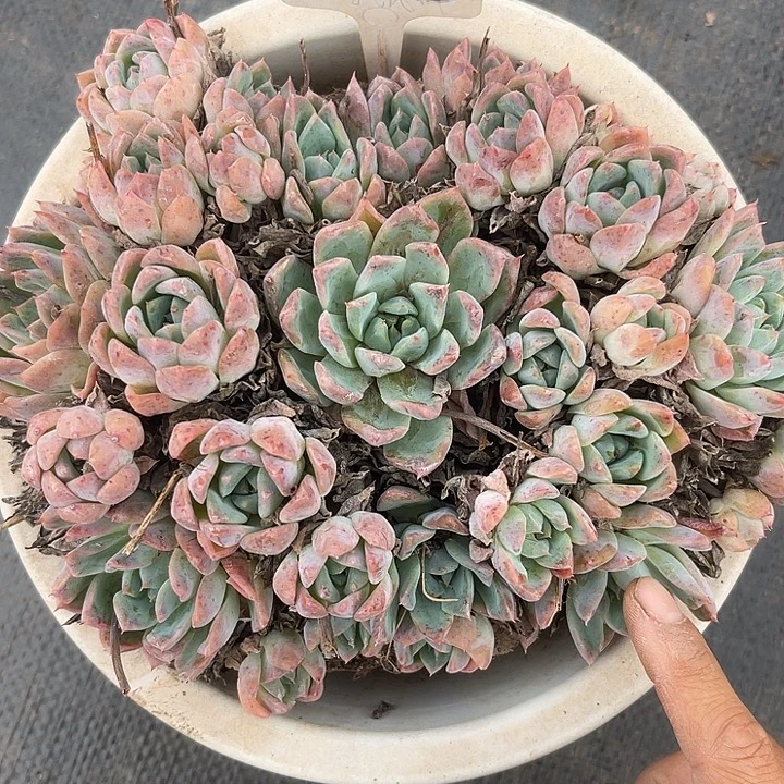 晨语多肉，一物一拍散125