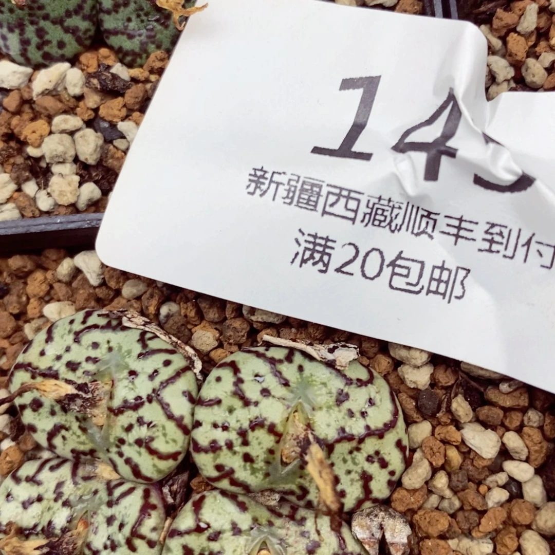 ＆****?我的小姐姐们都是我的145