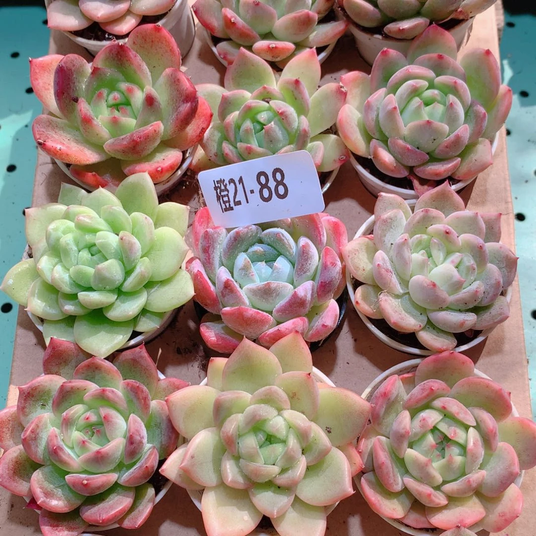 21-88一物一拍多肉带盆18颗