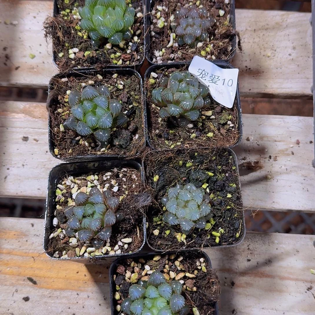 直播福利一物一拍10