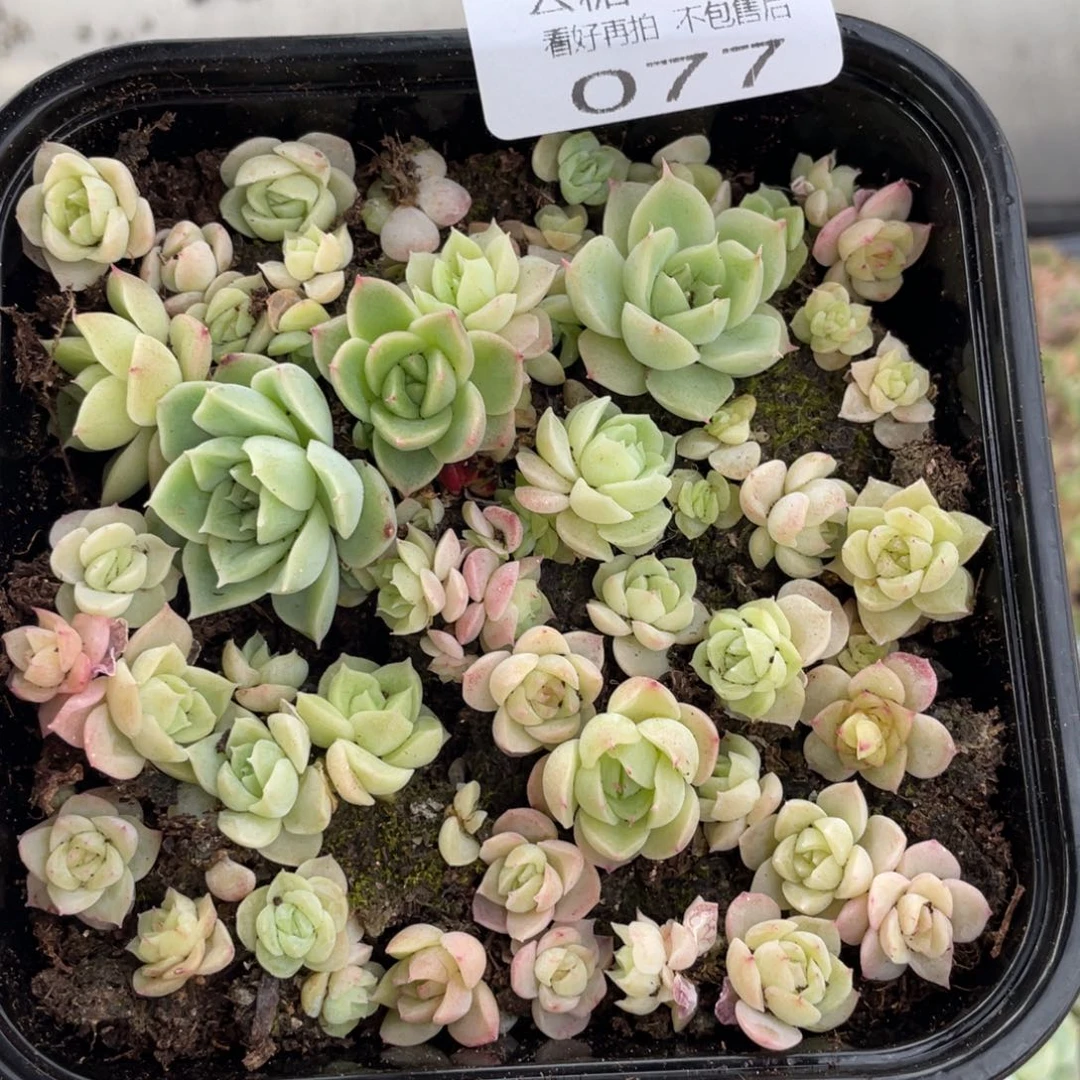 云糖心多肉植物77
