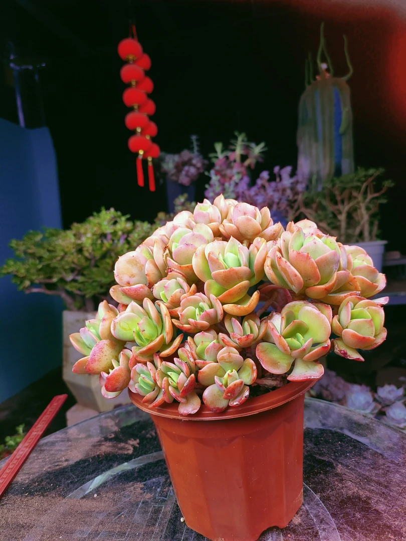 梓轩多肉（W火焰玫瑰260桶#）只卖对版大货老桩多肉，全场一单就包邮