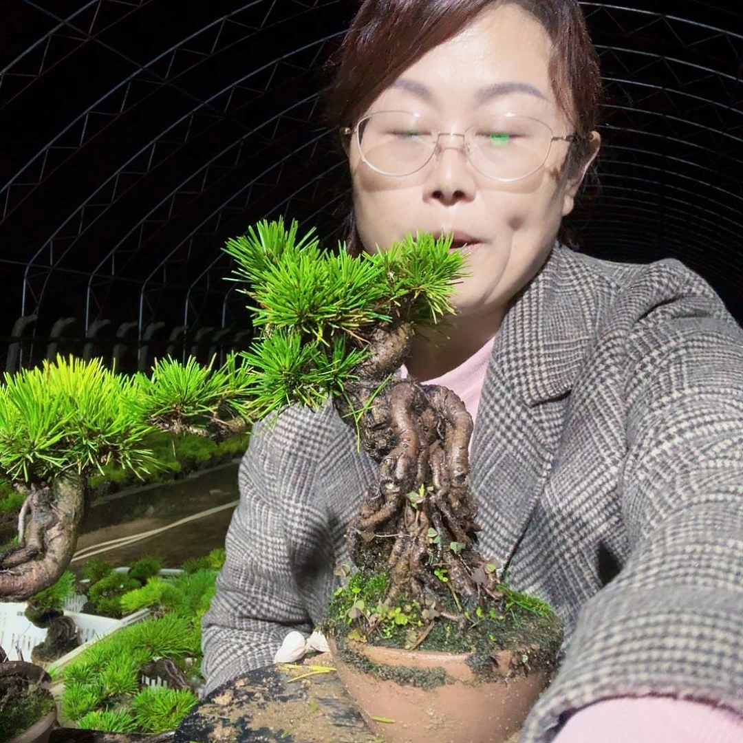 歡***玉完全开放三河黑松盆景