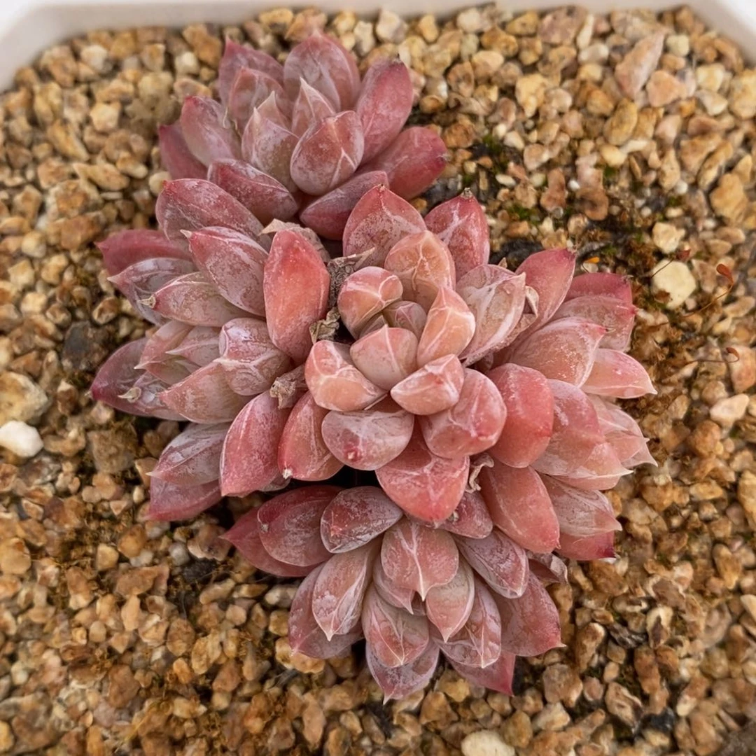 一物一拍多肉植物-炫彩星杂