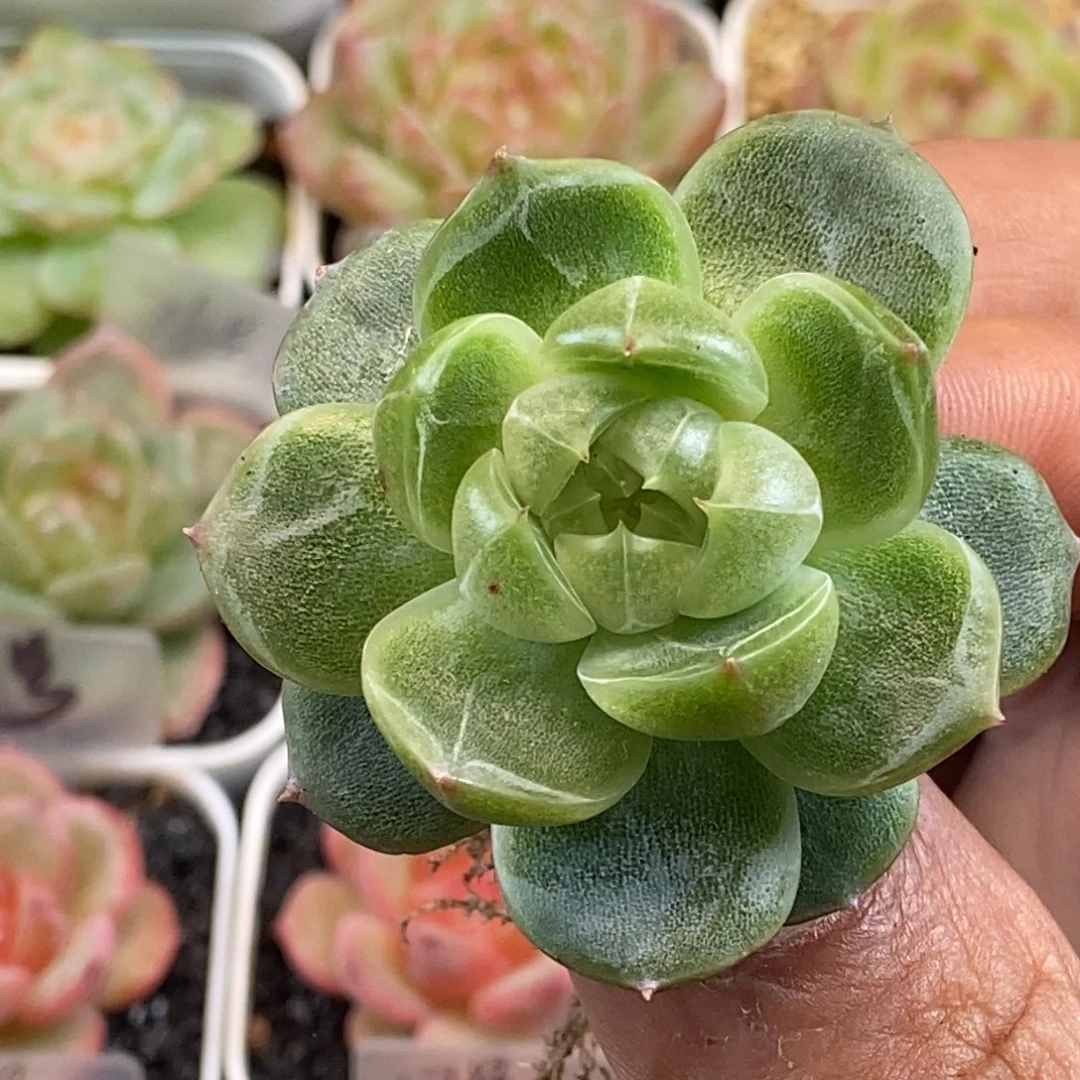 天官赐福百无禁忌