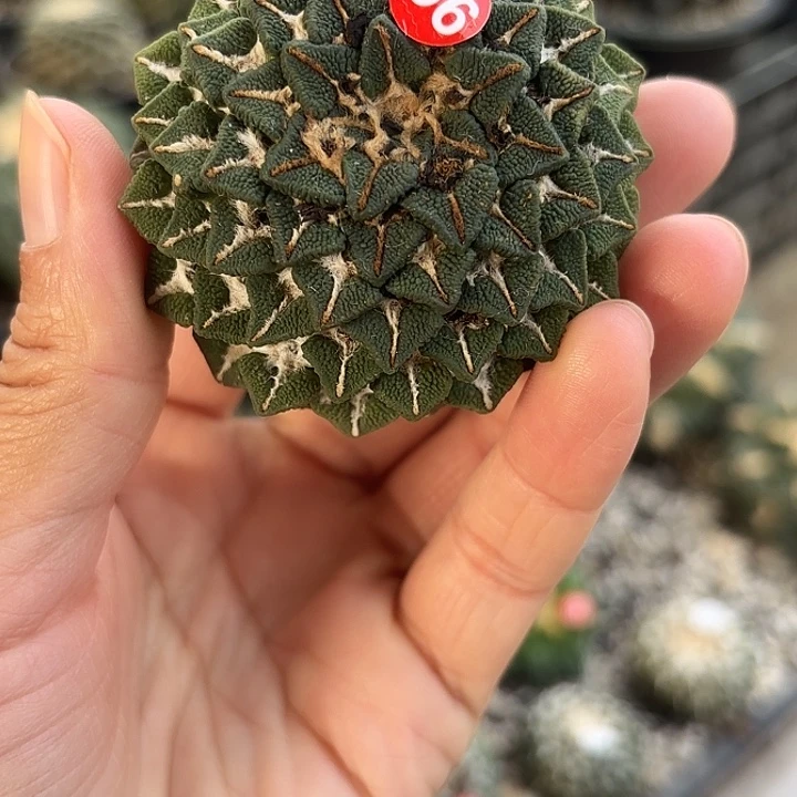 苗接落地仙人球56
