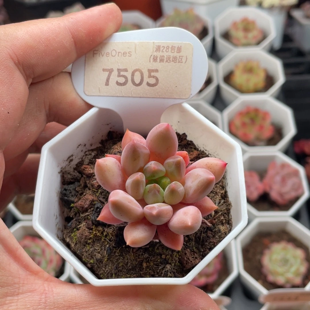 红蜻蜓7505-4.5厘米