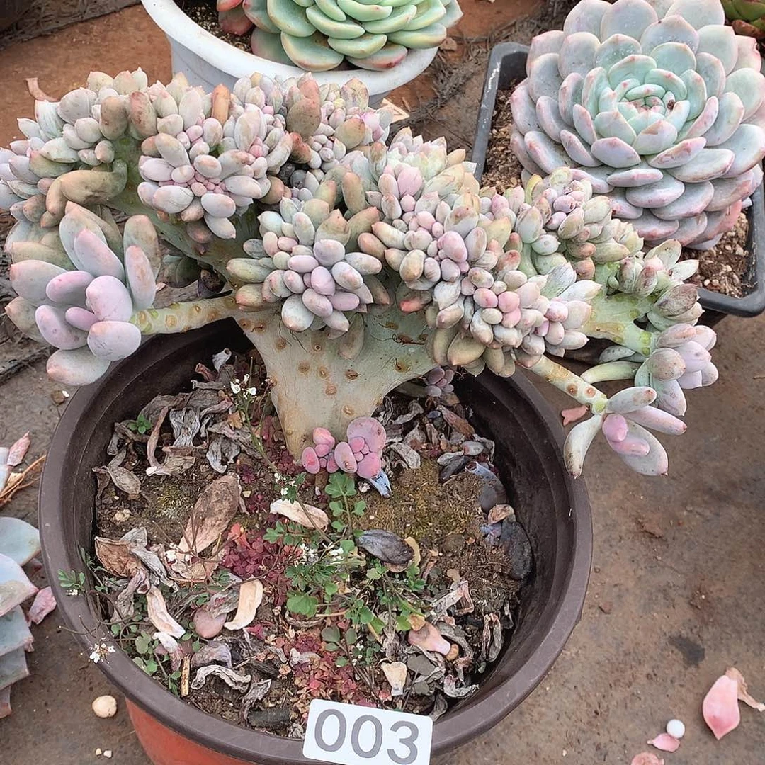 003美人缀一物一拍多肉