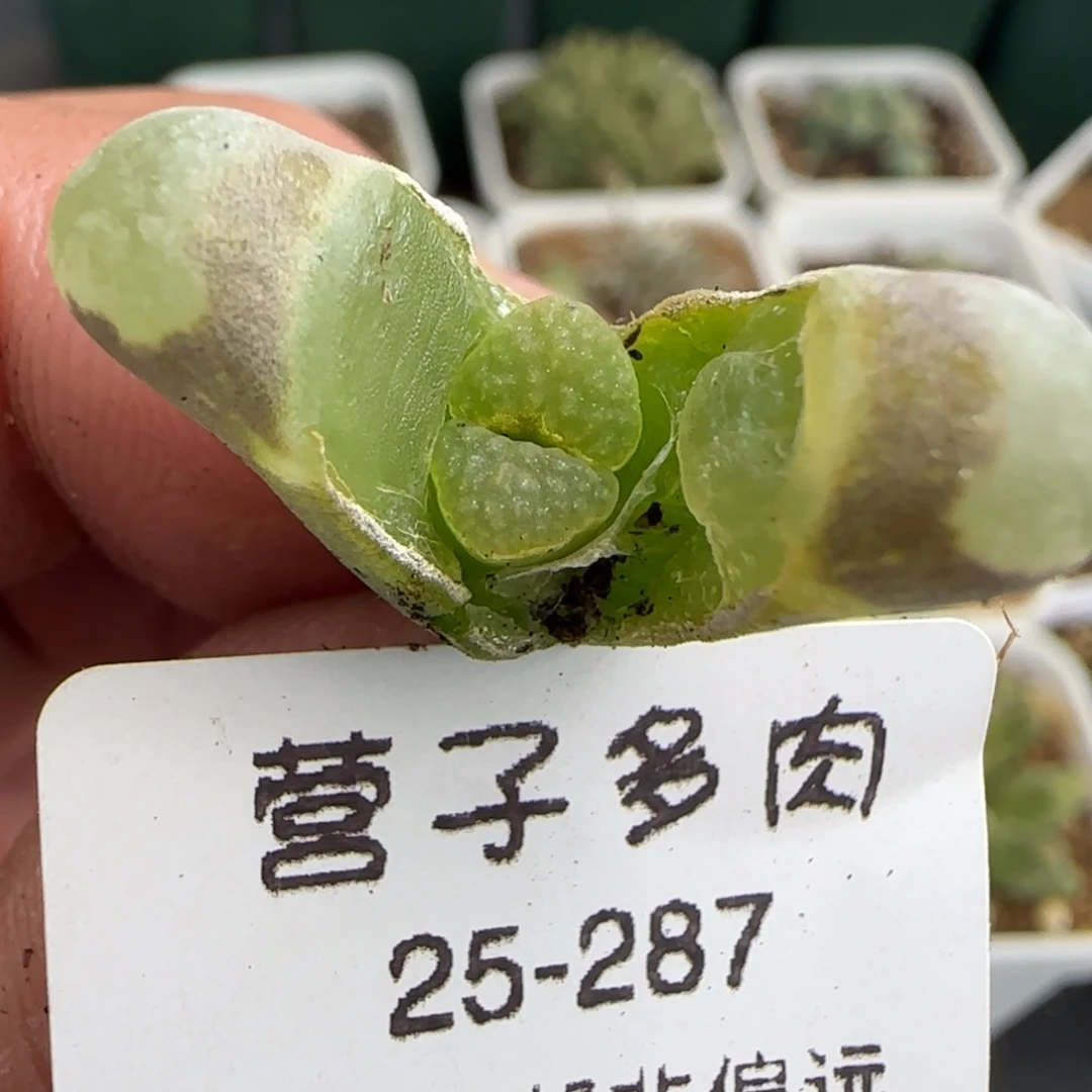 班克雪花。           