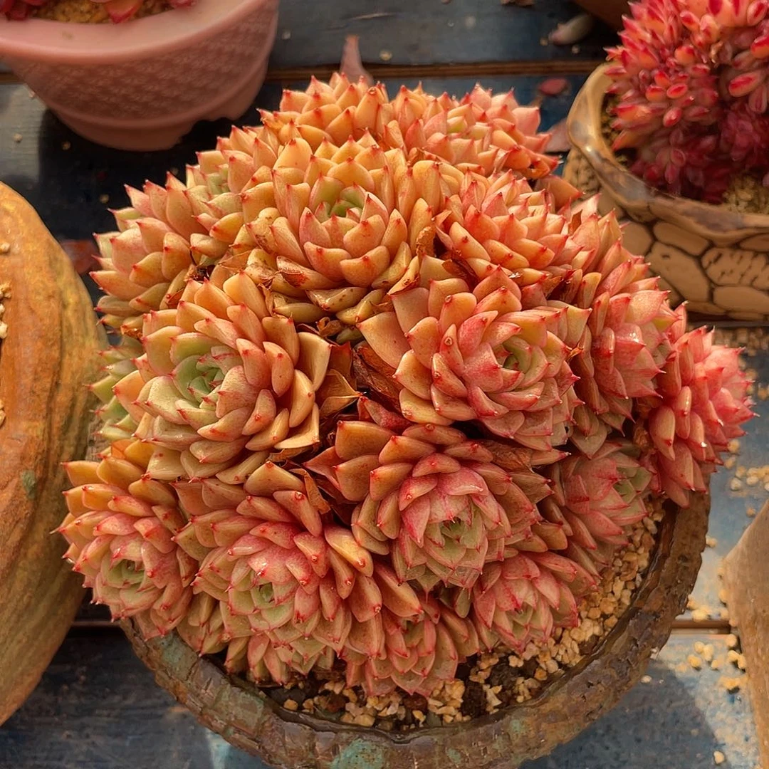 笨吧群生多肉植物一物一拍