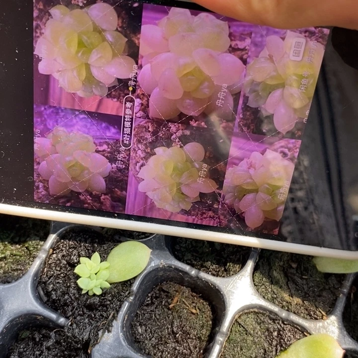缥缈芽苗一个多肉