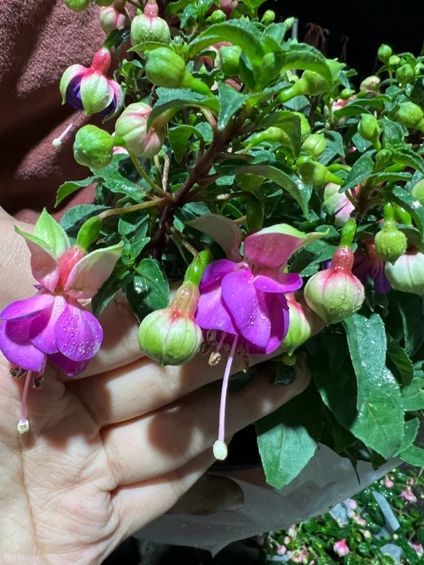 倒挂金钟重瓣紫鸳