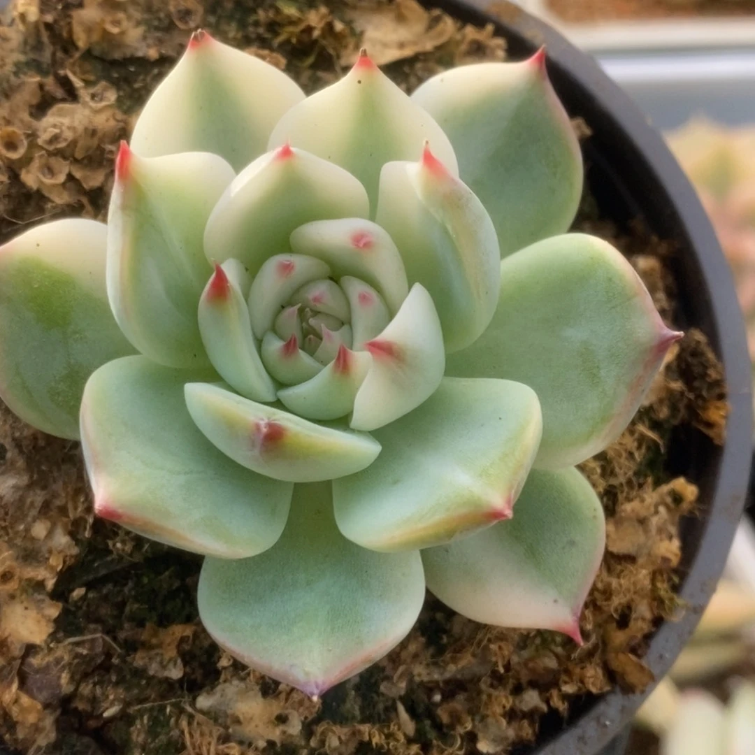 113锦锦锦锦锦锦