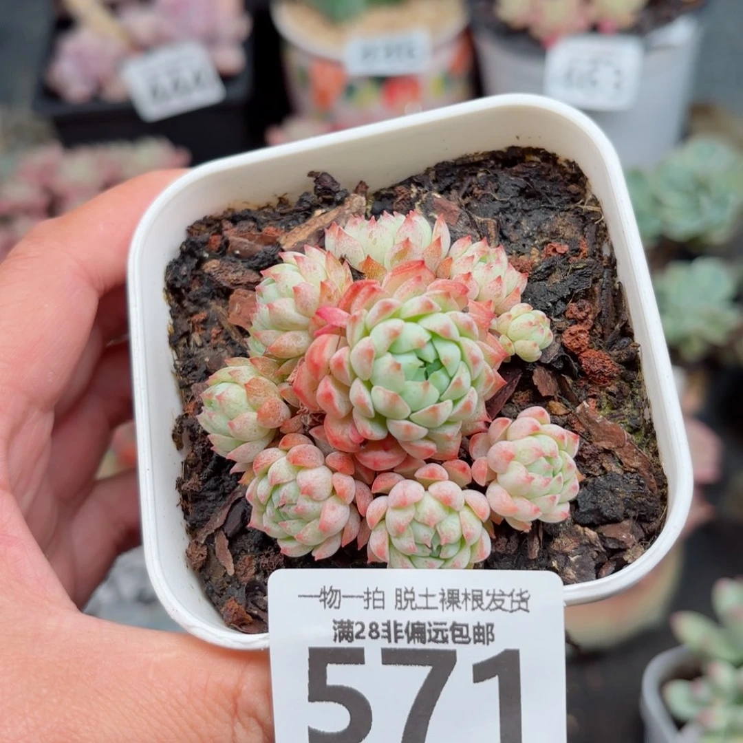 小粉梅无盆土发货