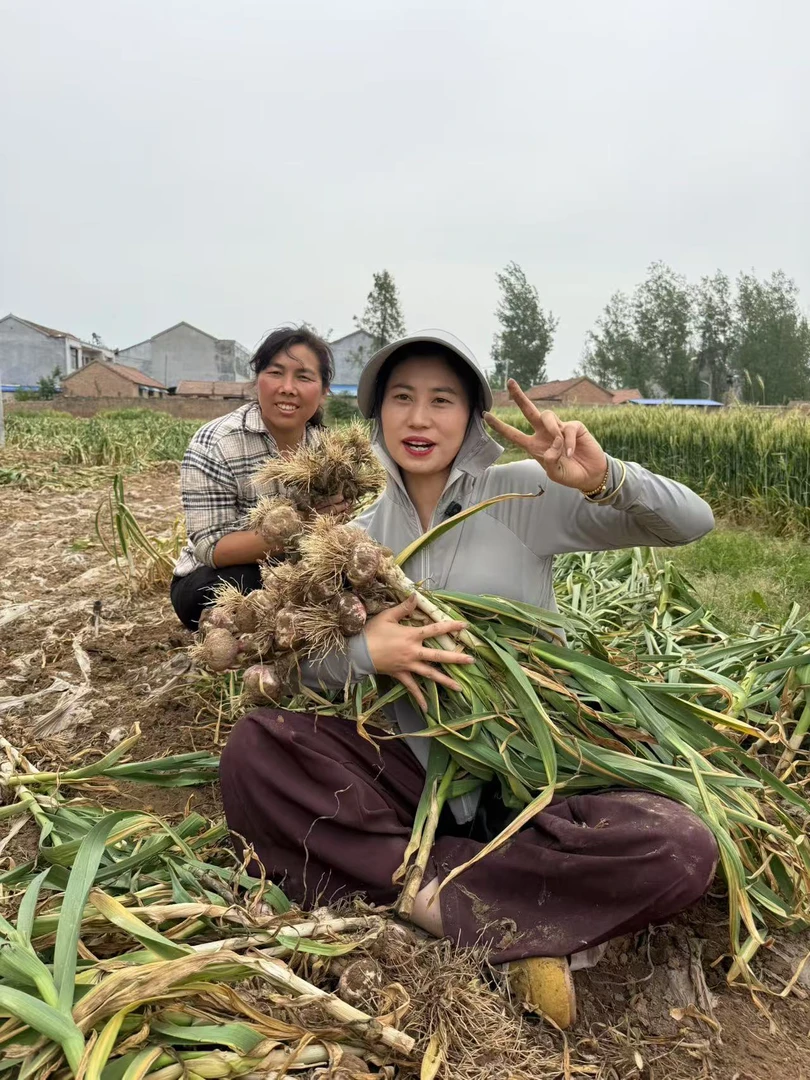 【谷梦飞服装店】现挖新鲜紫皮大蒜头可做糖醋蒜炒菜凉拌适用