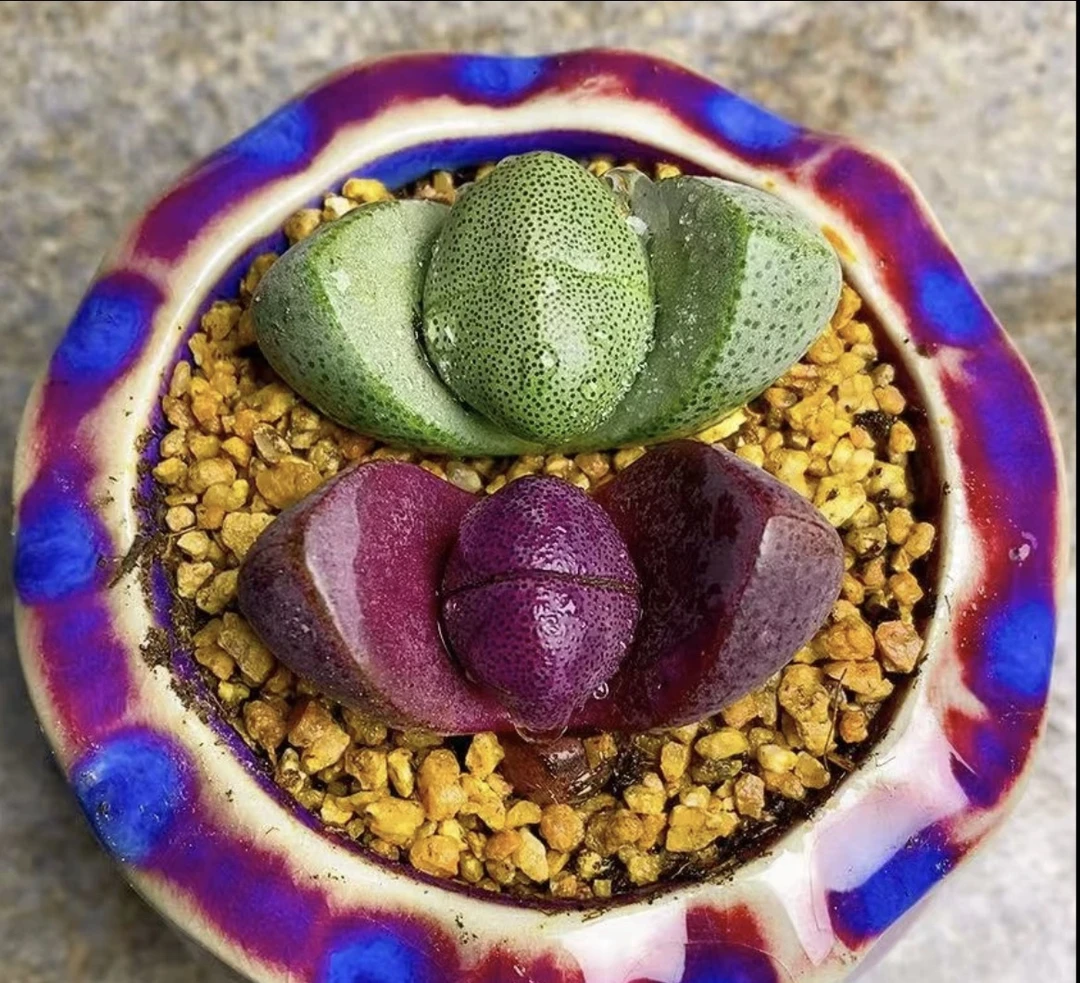 元宝多肉组合，绿元宝+紫元宝各一颗