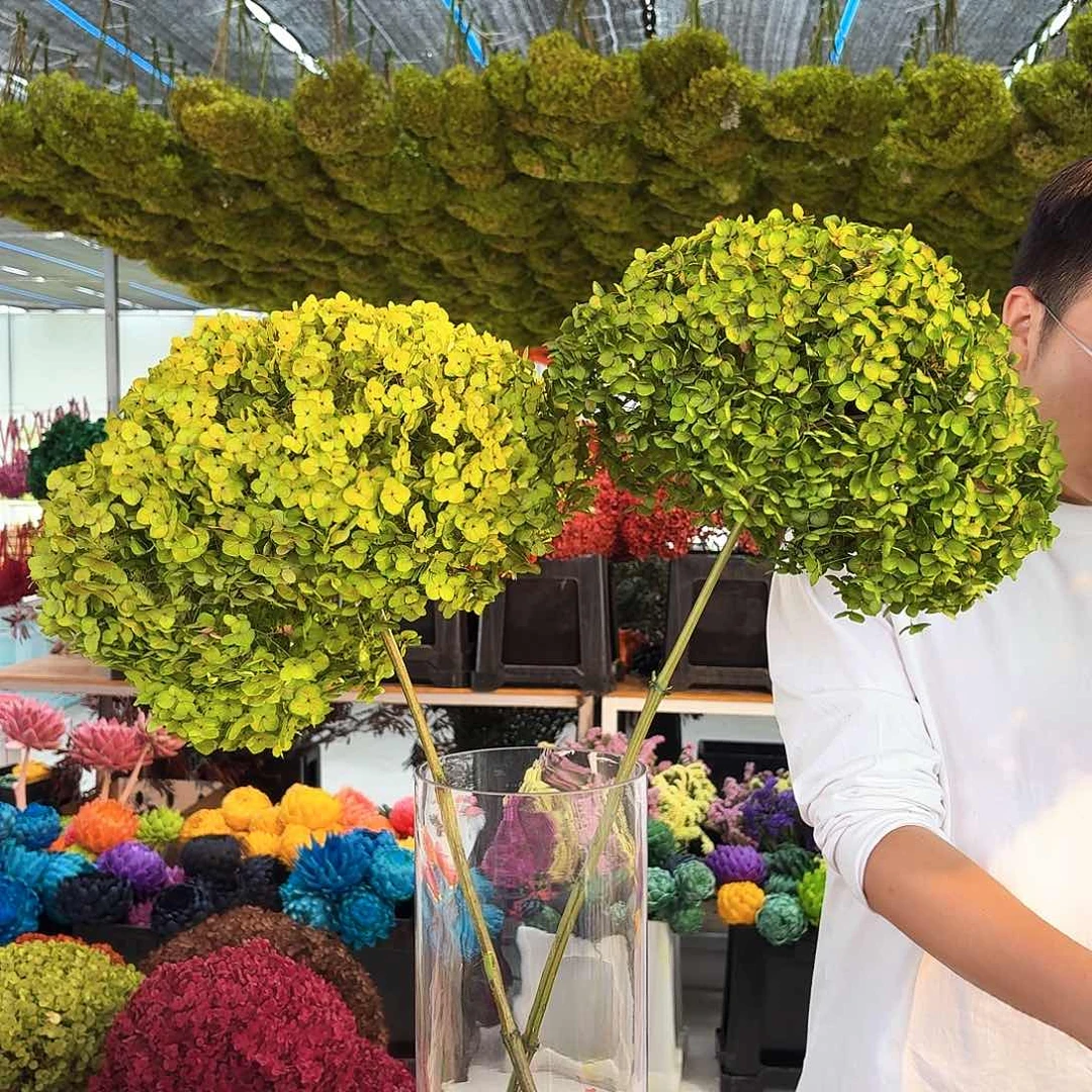 完全开放绿色绣球2枝