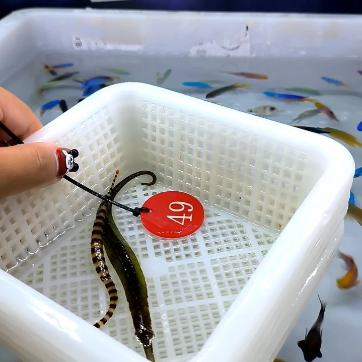 红半截海龙绿海龙75各一个5-44-49