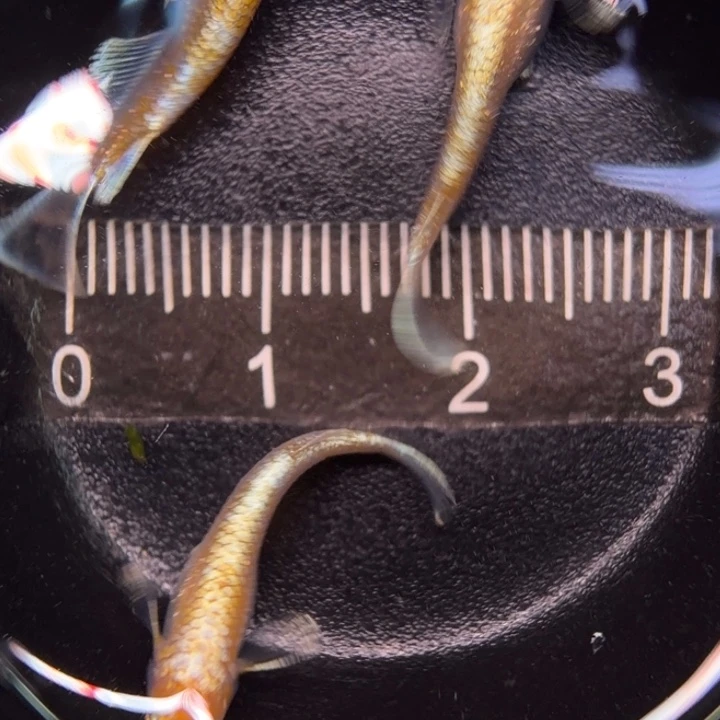 青鳉鱼10 帝王红白1公2母