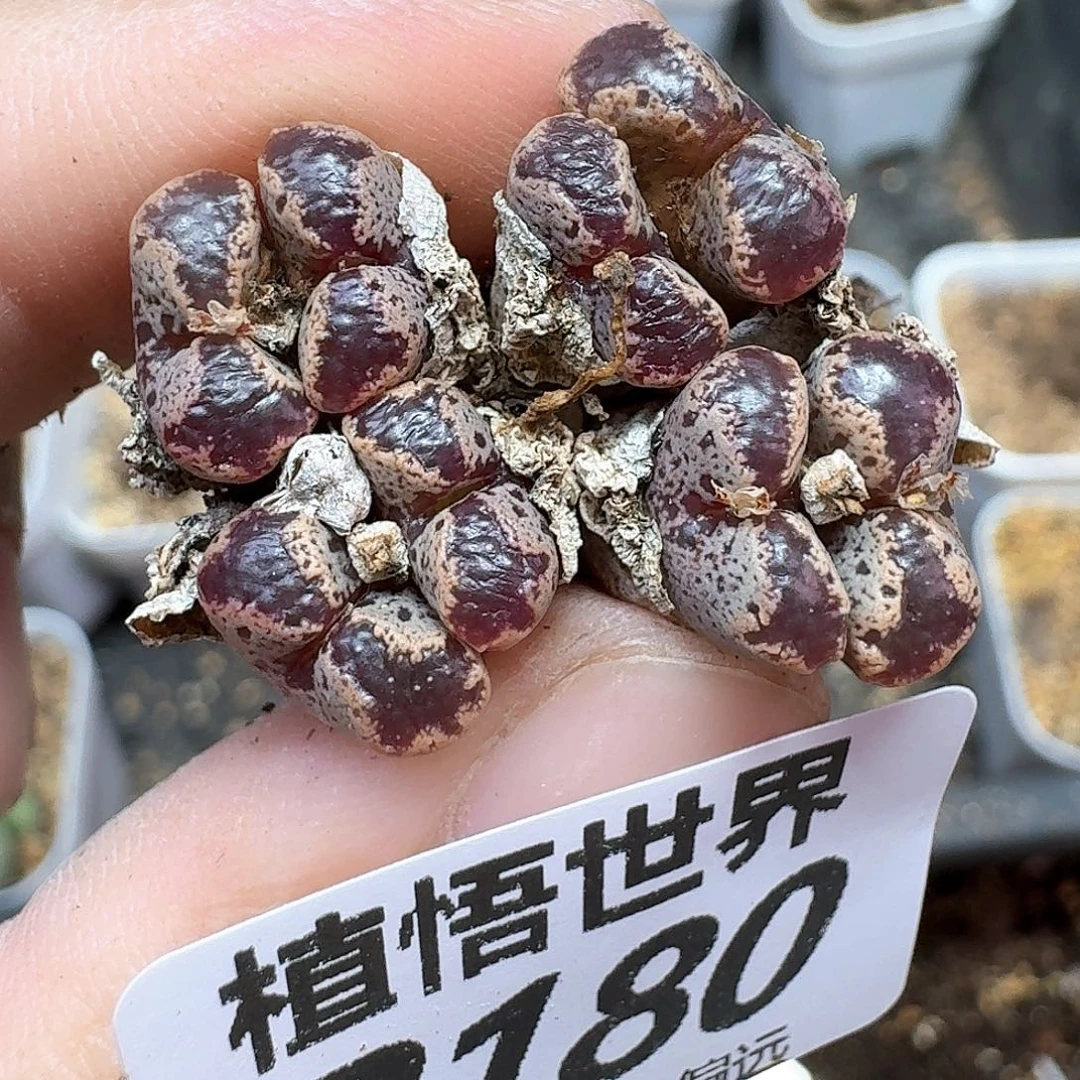 多肉植物的润泽的人
