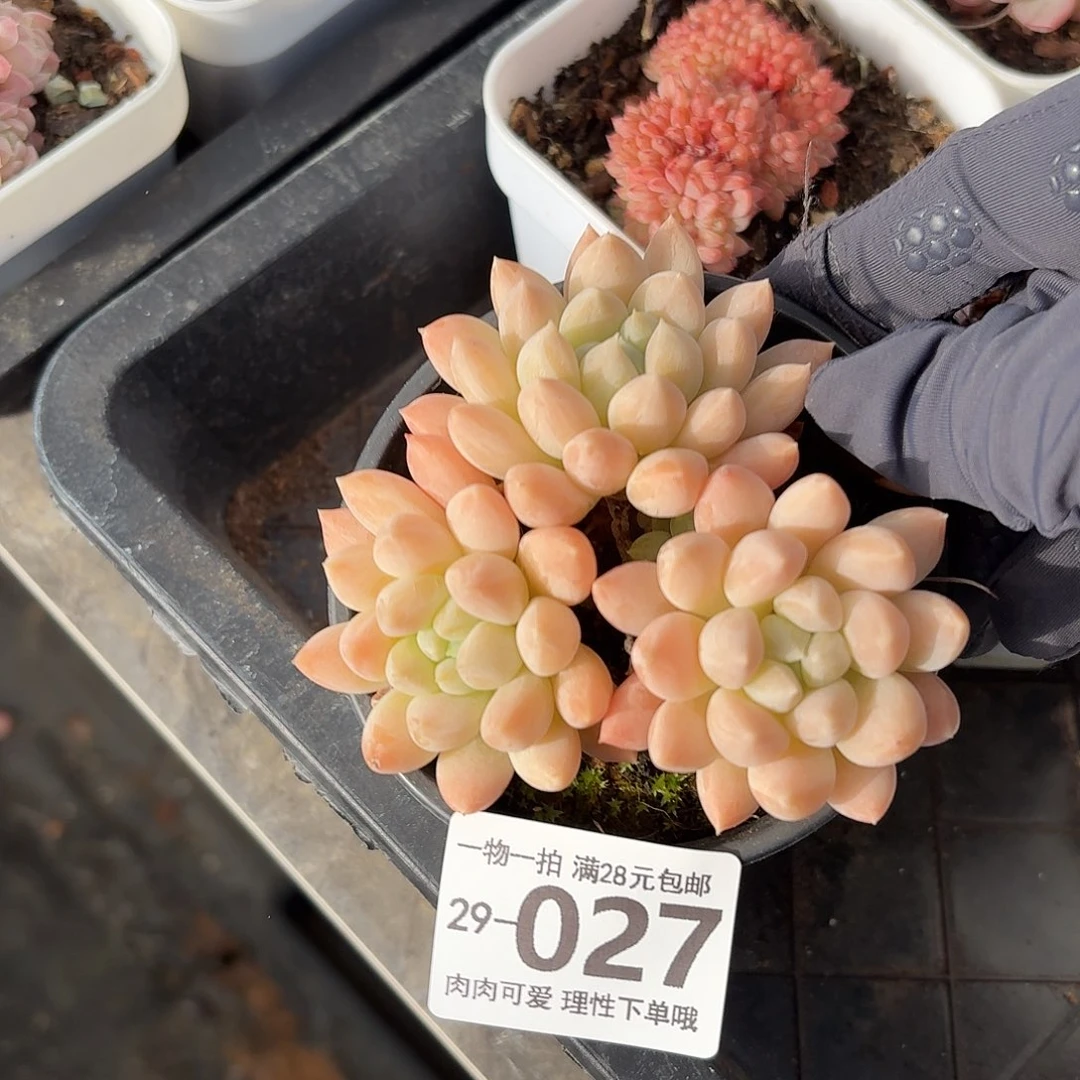 星空美人无盆无发货