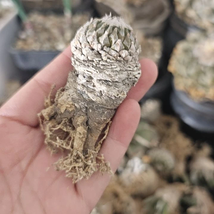 一物一拍，老家输入养定银牡丹！