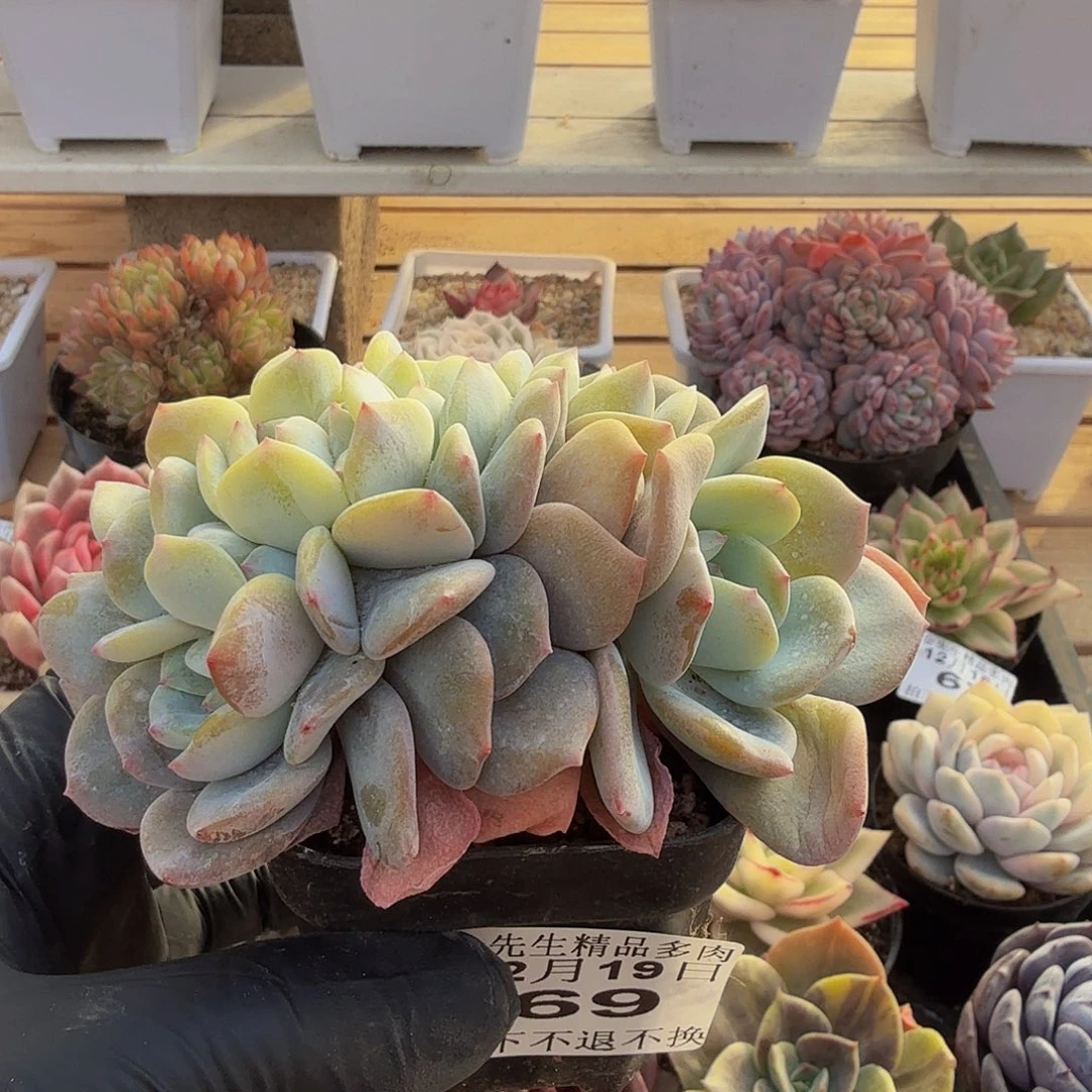 1219-69抹茶蛋糕缀化